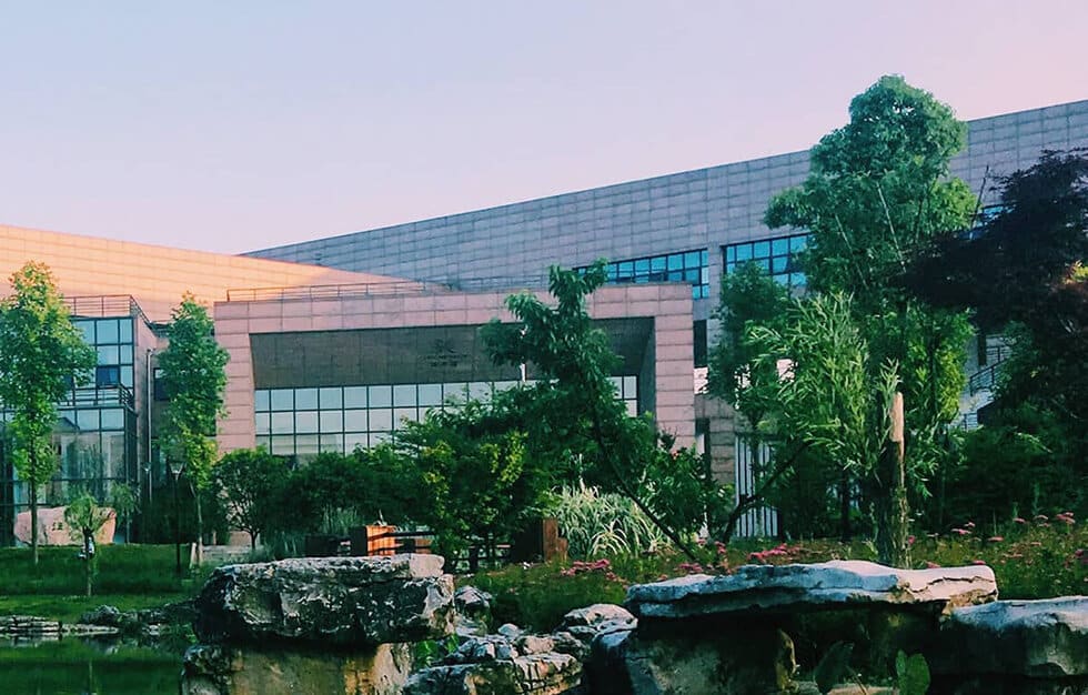 Discount Tree_tree removal Pompano Beach FL_featured image